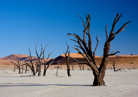	A namíbiai Dead Vlei kilencszáz éves, halott fái a nagy szárazság miatt nem rothadtak el máig sem.