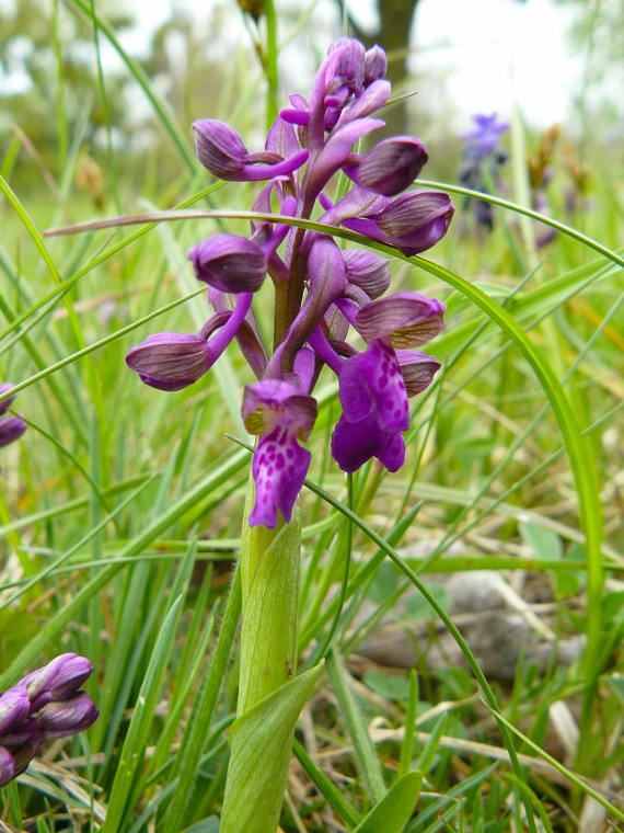 	Az áprilistól júniusig virágzó gyönyörű agárkosbor - Orchis morio -, mint minden hazánkban megtalálható orchideaféle, védett, eszmei értéke 10 ezer forint.