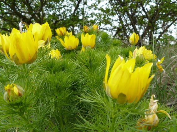 	A boglárkafélék családjába tartozó tavaszi hérics - Adonis vernalis - áprilistól májusig virágzik. A hazánkban védett növény élénksárga virágainak köszönhetően szinte vonzza a tekinteteket.