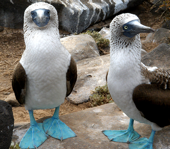 	A mókás kéklábú szulák Galapagos legjellegzetesebb élőlényei közé tartoznak.	 