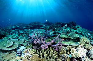A korallok a levegőből igazán látványosak