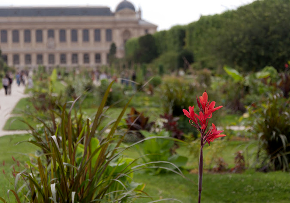 	A területet egykor XIII. Lajos orvosa hozta létre, hogy gyógynövényeknek adjon otthont. Máig ez Párizs első számú botanikus kertje.