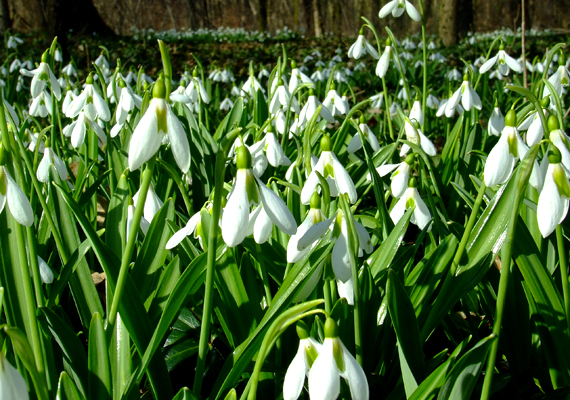 	Az Alcsúti Arborétum az ország talán legszebb hóvirágmezőjét tudhatja magáénak: a fehér viráglepel több mint két hektárt borít be.