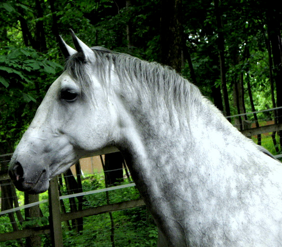 	Szilvásvárad az otthont a világhírű lipicai ménesnek is. A helyszínen a lovak mellett kiállítás is megtekinthető.