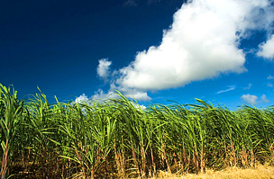 Barbadosi cukornádültetvény