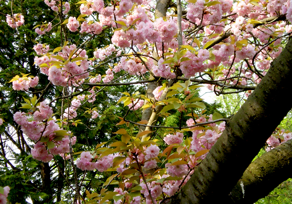 	A Japánkert az egyik legszebb látnivaló itt, különösen a gyümölcsfák virágzása idején.