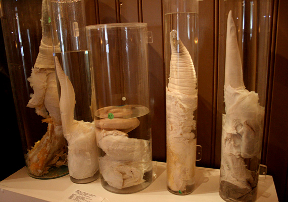 	Az izlandi Falloszmúzeum eredetileg csak hím állatok nemi szerveit mutatta be, mára azonban emberi testrésszel is bővült.
