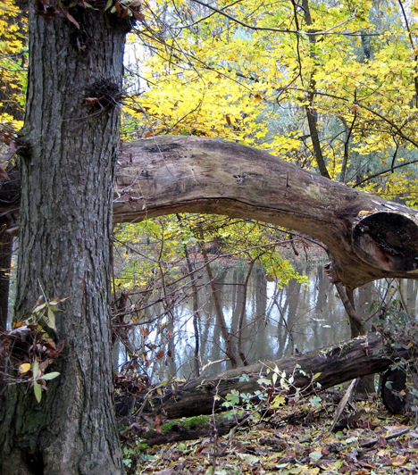 
                        	Gemenci erdő
                        	Az egyedülálló vadállományáról és madárvilágáról híres, a Duna-Dráva Nemzeti Park területén, Magyarország déli határa mellett húzódó erdő 1977 óta számít védettnek. Harminc kilométer hosszú és hét kilométer széles területével az ország, egyben Európa legnagyobb erdővel borított ártere. Ősszel talán még különlegesebb hangulattal bír.
                        	Kapcsolódó cikk:
                        	A legromantikusabb erdő itthon »