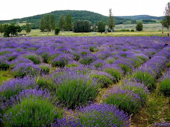 	A tihanyi levendulást a magyar Provence-nak is hívják. A gyönyörű növény legalább 30 hektárnyi területen virágzik a Belső-tó partján, szedd magad akció keretében pedig te magad is gyűjthetsz belőle. Az idei évben a Levendula Fesztivál kezdetének várható időpontja június 20.