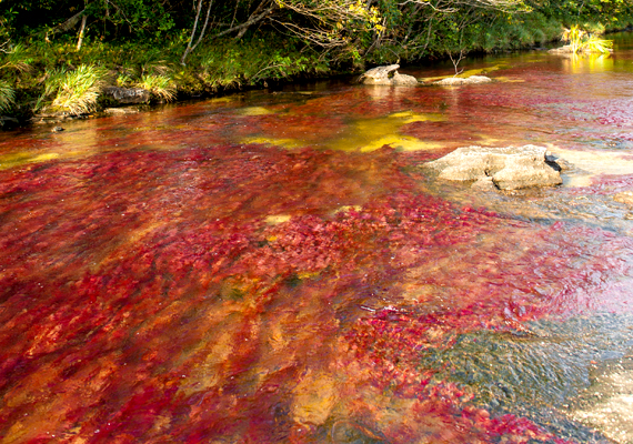 	A Caño Cristales nevű kolumbiai folyó, mely a hatodik helyen szerepel, egy algafaj miatt játszik különleges színekben.