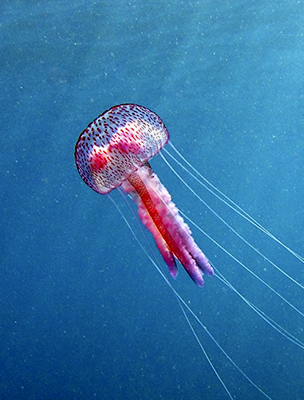 Világító medúza