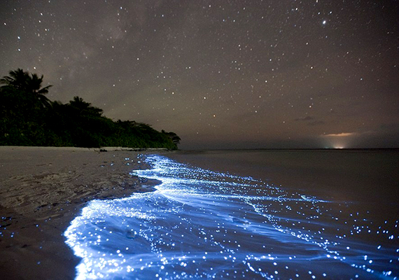 
                        	A Maldív-szigeteki csillagtenger sajátos jelensége annak köszönhető, hogy a tengervízben élő fitoplanktonok visszatükrözik az éjjeli égbolt fényeit.