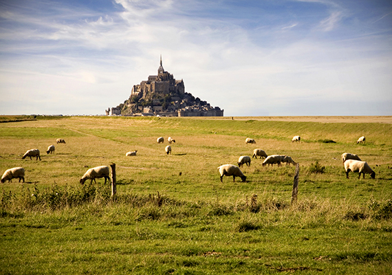 	A Mont Saint Michel környékén legelésző birkák gasztronómiai különlegességet jelentenek a franciák számára, húsuknak ugyanis egyfajta sós ízt ad, hogy a területet gyakran elborítja a víz.