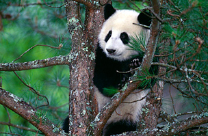 Szecsuáni panda