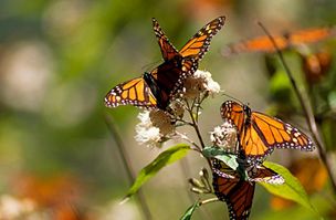 Monarch pillangók