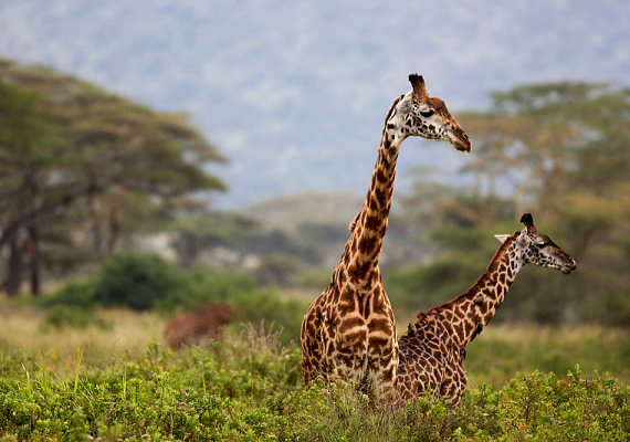 	Az őslakosok, a maszájok nyelvén a Ngorongoro azt jelenti: nagy lyuk.