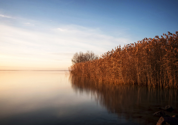 	A nádas csendben őrzi a tó nyugodt vizét ősszel is. A háttérképet itt töltheted le.