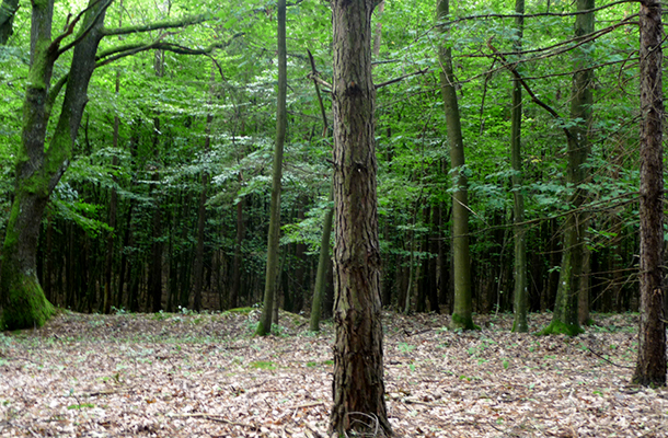 A képen a háttérben alacsonyabban álló fák utalnak a sáncra