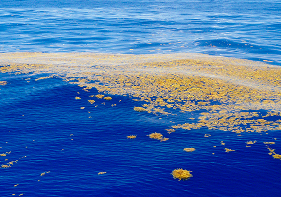	Az óceánok sivatagának is nevezett tenger, mely a felszínét nagy mennyiségben beborító, különleges barna moszatról, a sargassumról kapta a nevét, 1100 kilométer széles, 3200 kilométer hosszú, átlagos mélysége pedig 5000 méter.