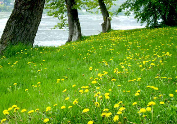 	Tavaszi virágmező és zöld minden mennyiségben a Dunakanyarnál. Kattints ide a háttérképért!