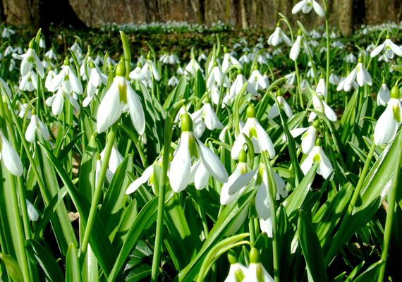 	Az alcsúti arborétum híres tavaszi virágairól, elsősorban számos hóvirágfajáról és -fajtájáról. Kattints ide a háttérképért!