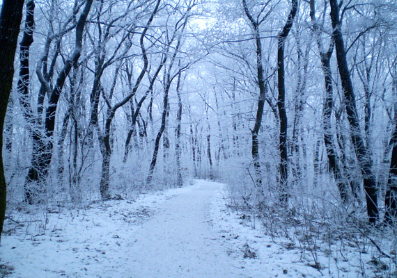 	Téli erdő a Gerecsében. Egy kis havas magányra vágyva te is szívesen csatangolnál itt túrabakancsban, ugye?