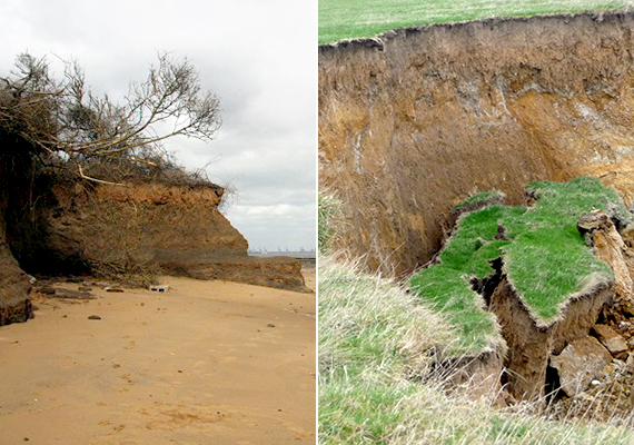 
                        	Az essexi Walton-on-the-Naze kisvárosa népszerű úti cél, ugyanakkor éppúgy fenyegeti a part menti erózió, mint Kelet-Anglia más településeit. Itt azonban igen gyors a pusztulás, a helyiek próbálnak védekezni, de így is évente átlagosan kétméteres szélességben tűnik el a part.
