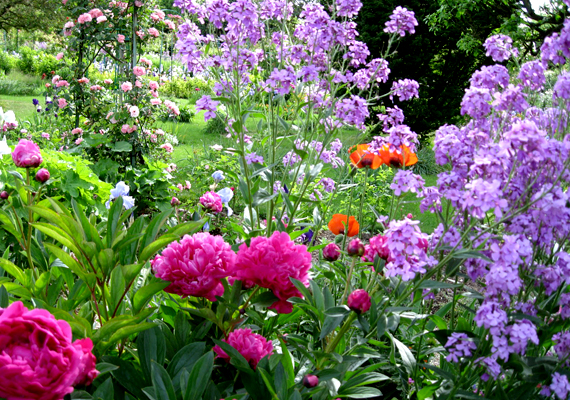 
                        	A givernyi kert, avagy Monet kertje többek között vízililiomairól híres. A háttérképért kattints ide!