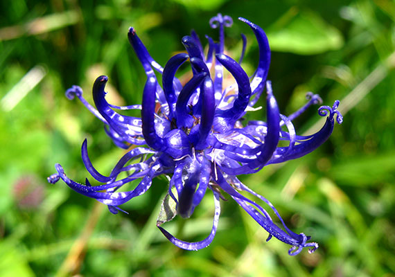 	A májustól júliusig nyíló gombos varjúköröm különleges, kék virágairól könnyen felismerhető. Eszmei értéke 5000 forint. További védett növényekről ide kattintva találhatsz bővebb információt.