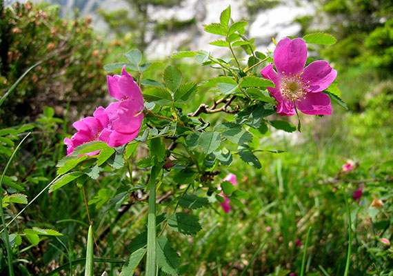 	A mesebeli látványt nyújtó havasalji rózsa általában májustól júliusig virágzik, de az is előfordulhat, bár ritkábban, hogy egészen augusztusig megcsodálható. Eszmei értéke szintén 10 ezer forint.