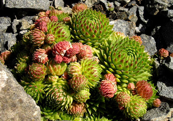 
                        	A gömbös kövirózsa virágai júliustól egészen októberig megtalálhatóak sziklás lejtőkön, sziklagyepeken. Hazavinni azonban szigorúan tilos, a védett növény eszmei értéke 5000 forint.